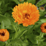 Foto de calendula 4