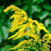 Foto 2 de Goldenrod