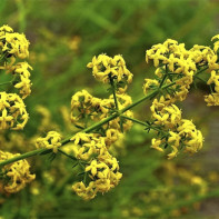 Bilde av bedstraw 5