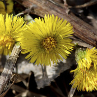 Bilde av coltsfoot 4