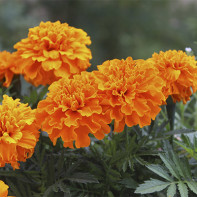 Foto de Marigold 4