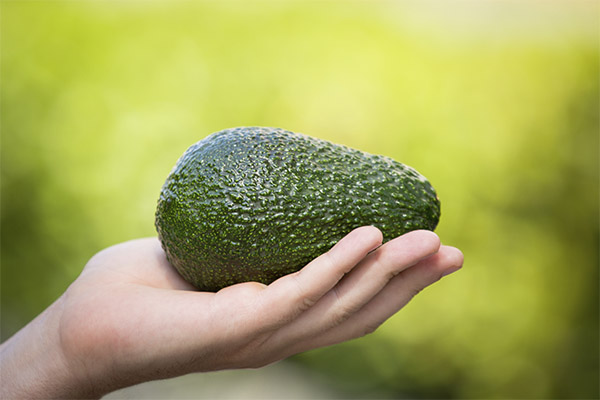 Avocado in medicine