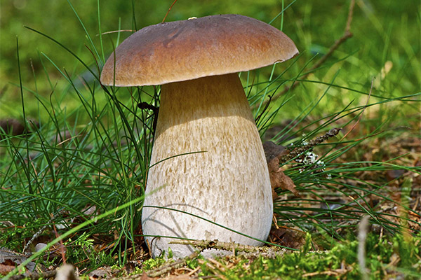 Interesting facts about Porcini mushrooms