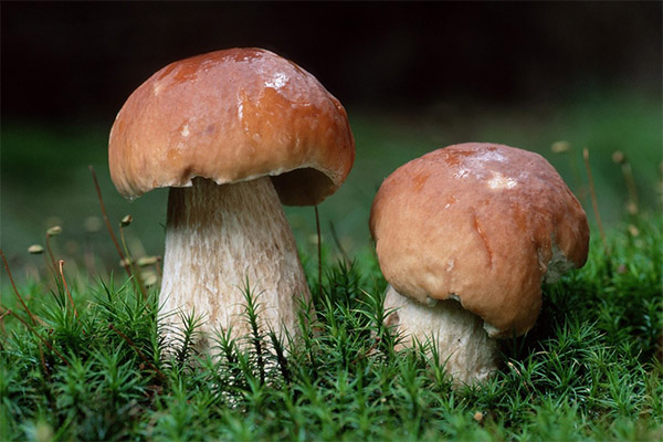 How to distinguish a false ceps from the real one