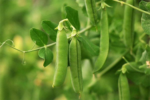 Harms and Contraindications of Green Peas