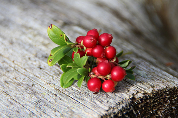 Useful properties of cowberries