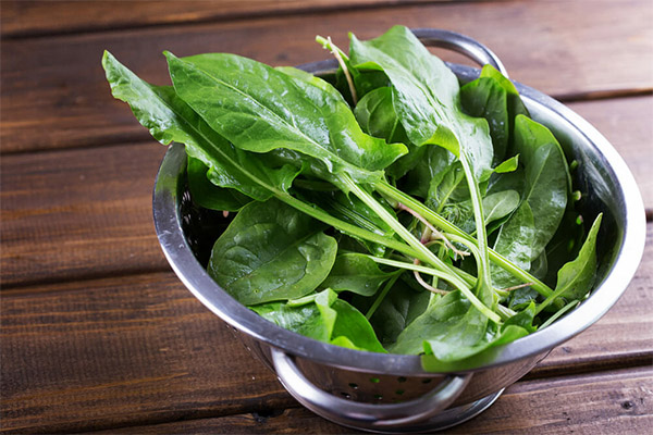 The benefits and harms of sorrel