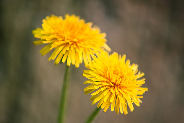Dandelion Facts