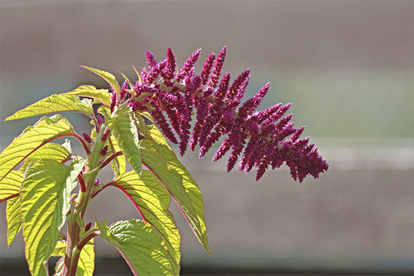 Interesting facts about amaranth
