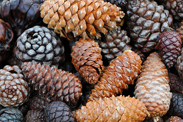 How to choose a cone for jam