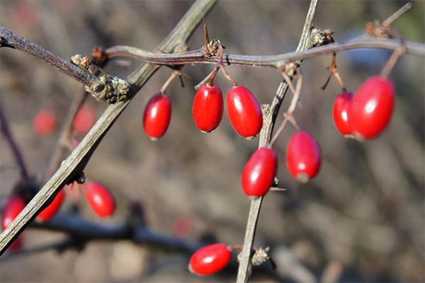 Useful properties of barberry