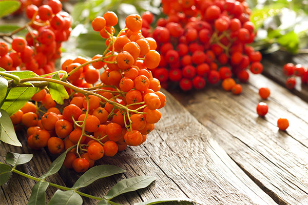 Useful properties of red rowan