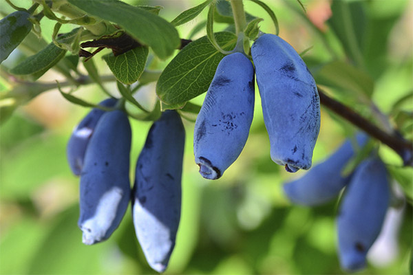 Harvesting and storage of honeysuckle