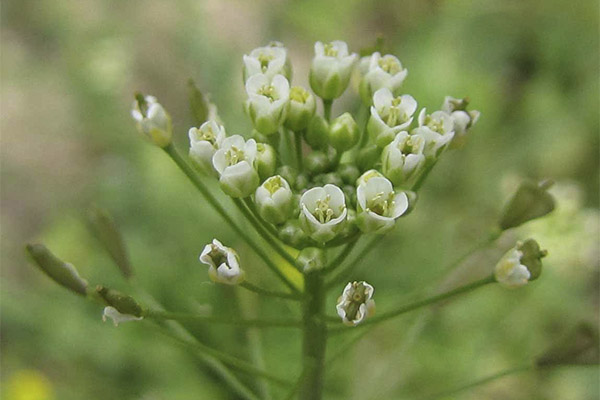 Contraindications to shepherd's purse use