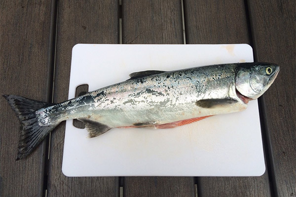 How useful is pink salmon