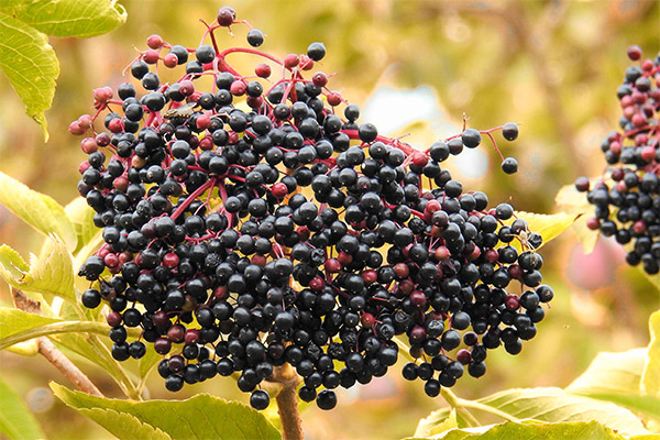 Elderberry Facts of Interest