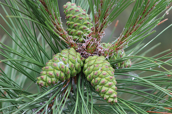 Pine cones