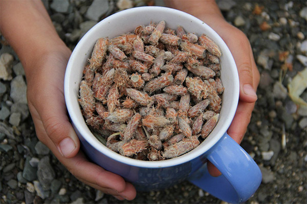 Styles of medicinal compositions with pine buds