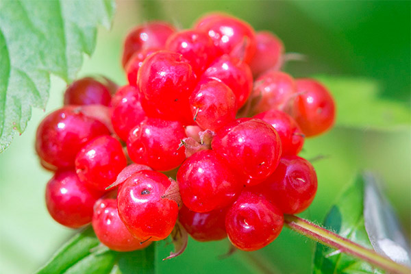 Useful properties of bramble