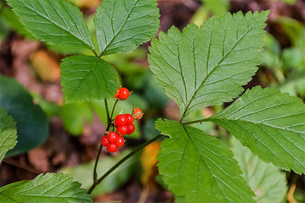 Using bramble in folk medicine
