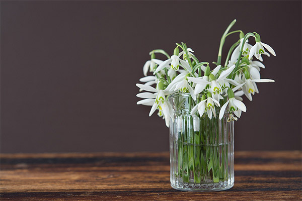 Kinds of medicinal compositions with snowdrop