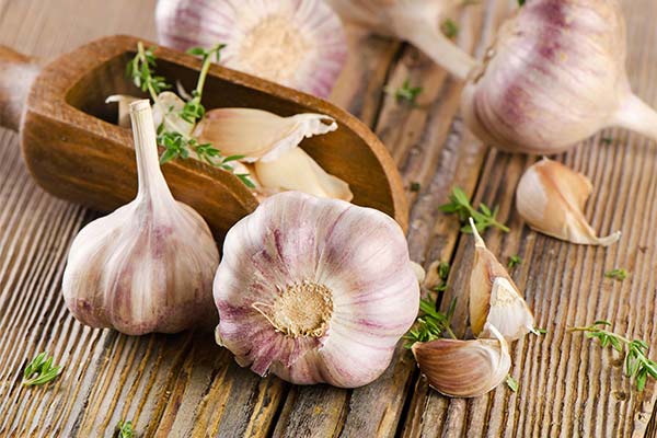 Garlic in pregnancy