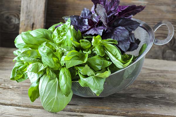 How to choose the right basil