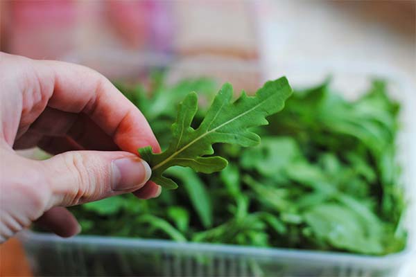 The benefits of arugula when breastfeeding