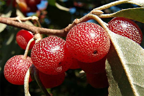 Useful properties of Shepherdia