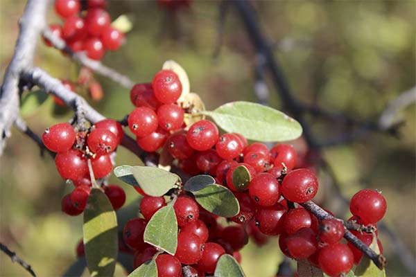 The benefits and harms of Shepherdia