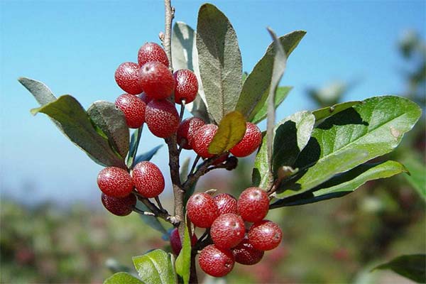 Shepherdia use in cosmetology