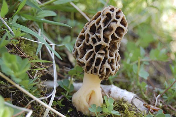 Morel mushroom