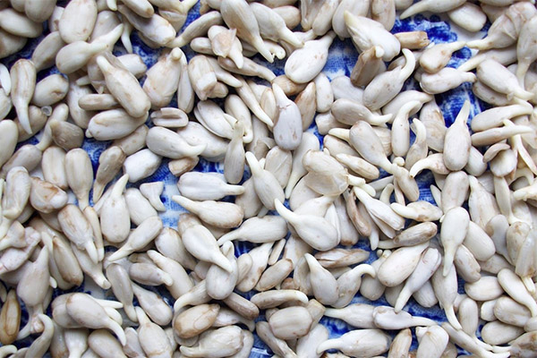 Hva er fordelene med spirte solsikkefrø