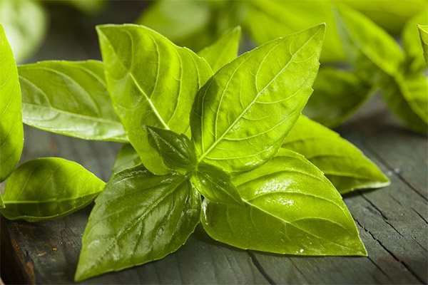 Hvordan lagre basilikum