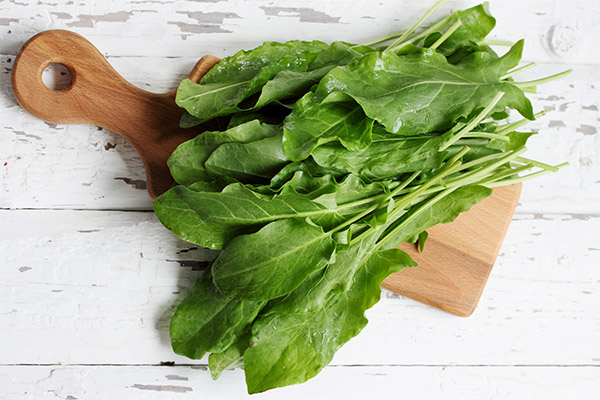 Hvordan forberede sorrel til vinteren