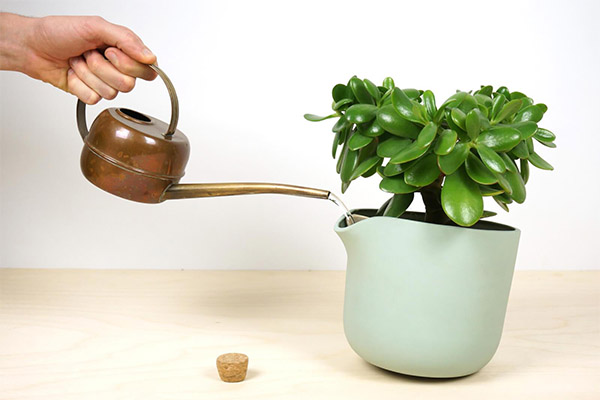 Er det mulig å vanne blomster med kokt vann