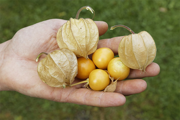 Physalis per a dones