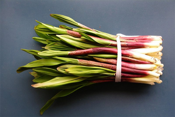 Er det mulig å gi vill hvitløk til papegøyer