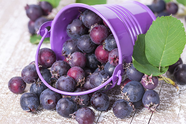 Nyttige egenskaper til Irgi