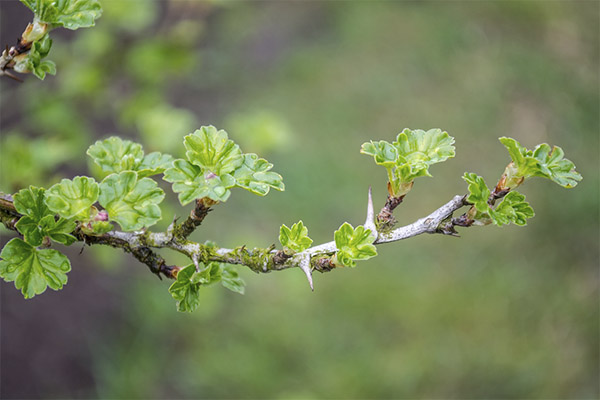 Propietats útils de les fulles de grosella
