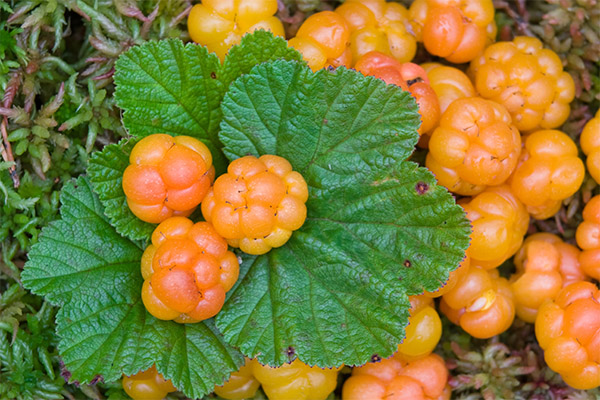 Cloudberry innen kosmetikk
