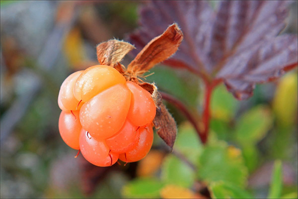 Cloudberry i medisin