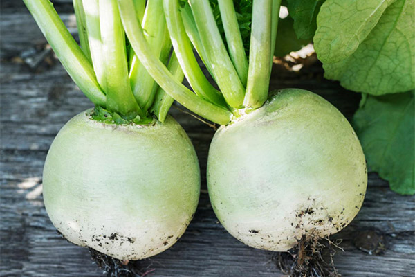 Kan dyr gi grønn reddik