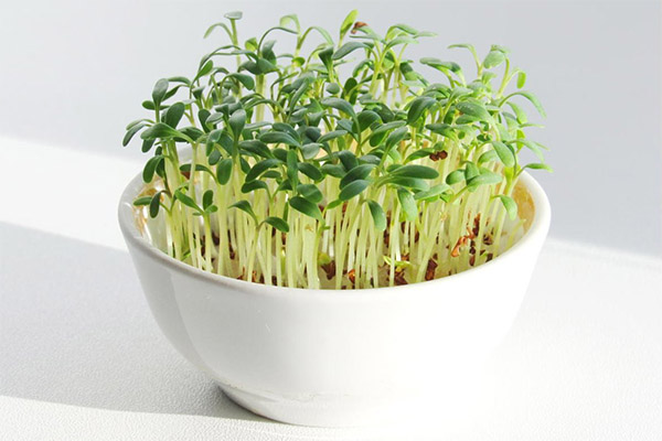 Fordelene og skadene ved brønnkarse