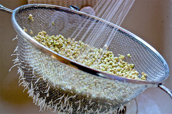 วิธีการงอกบัควีทสีเขียว