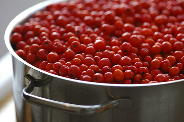 És possible que les gallines donin cendra vermella a la muntanya