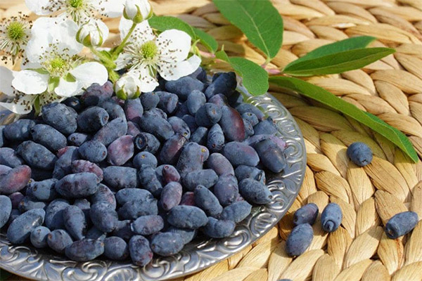 Nyttige egenskaper ved kaprifol