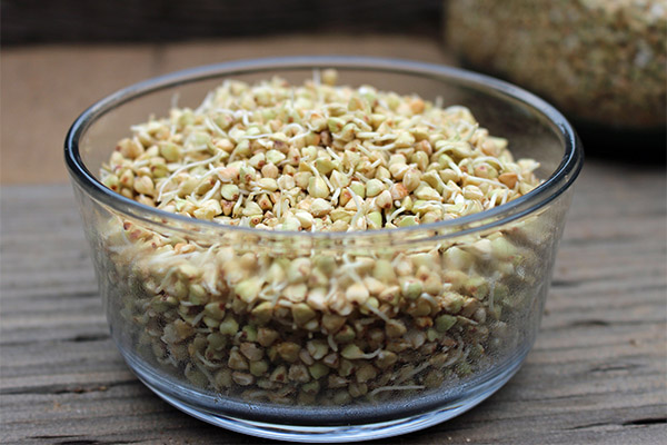 ประโยชน์และอันตรายของบัควีทที่แตกหน่อ