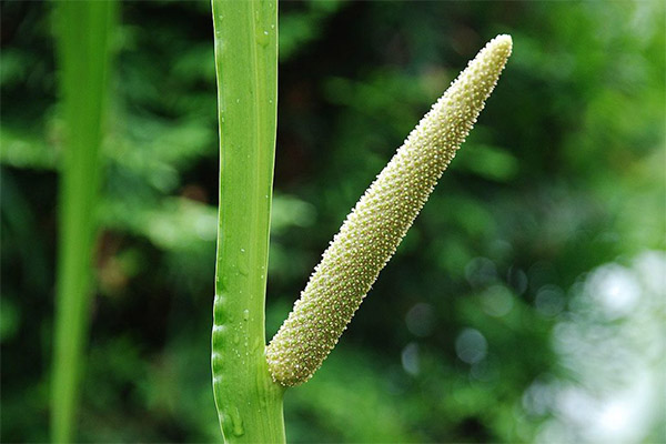 Pantà Calamus