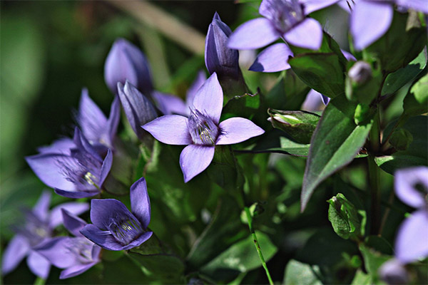 Gentiana de fulla creuada